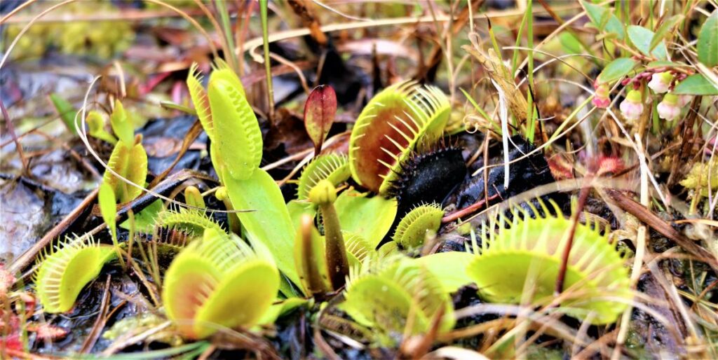 Venus fly traps in Stanley Redher Carnivorous Plant Garden. Affordable outdoor spots to explore in Wilmington, NC.